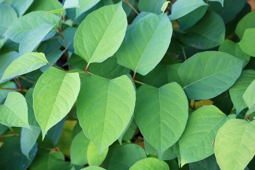 How Not To Remove Knotweed