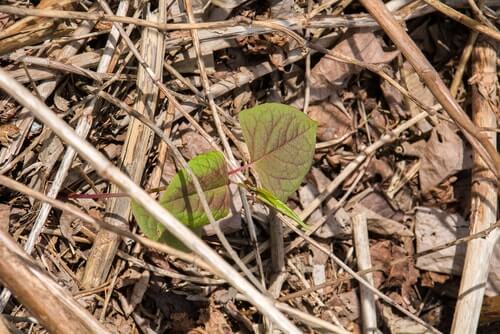 How do I get rid of Knotweed?