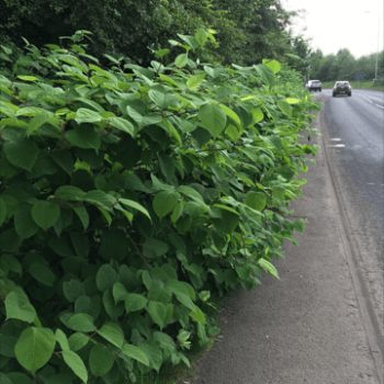 knotweed removal services South Wales