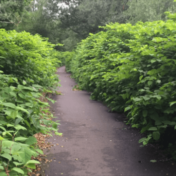knotweed removal services