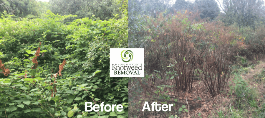 knotweed removal Swansea before and after
