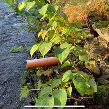 Knotweed by a Welsh stream
