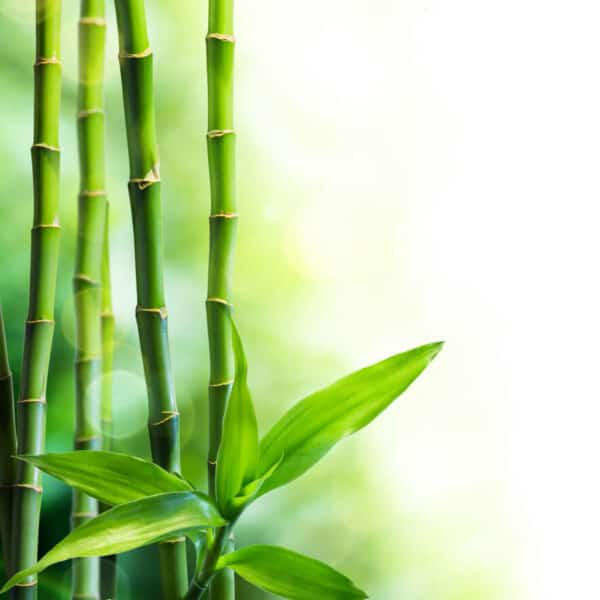 Bamboo in Brecon