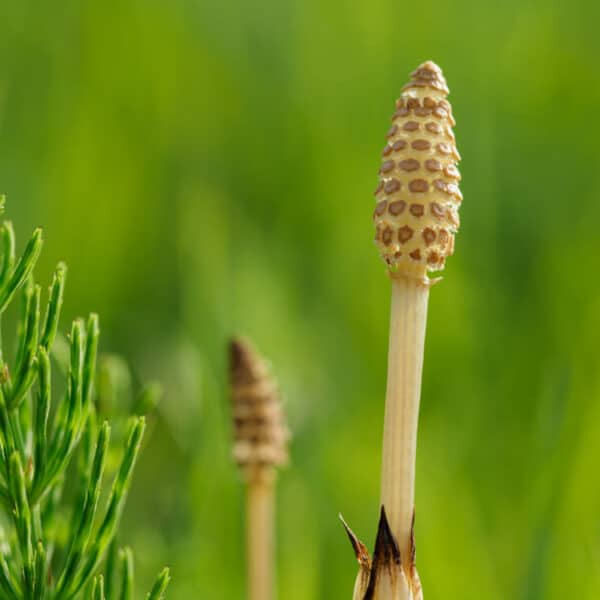 Horsetail Weed
